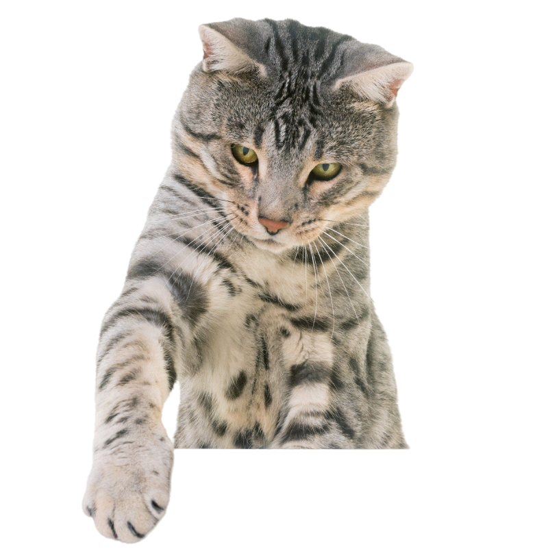Cat reaching down