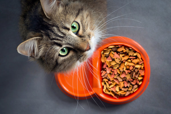 Why Cats Can't Be Vegan