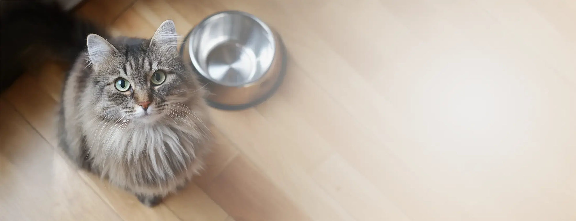 Cat sitting on a wooden floor next to a metal food bowl.